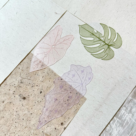 Monstera