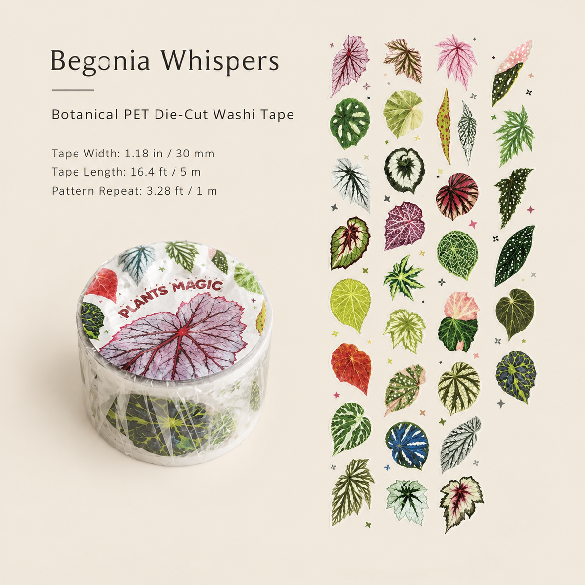 Begonia Whispers